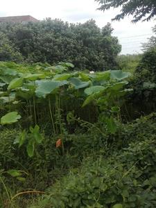 逃荒:相公,这里有株人参